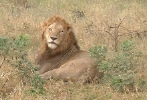 Lion, looking right at us!  (What do you suppose he's thinking?)    CLICK HERE TO SEE THE LARGER VERSION OF THIS PHOTO