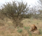 Lion, resting right by the side of the road, Kruger NP.    CLICK HERE TO SEE THE LARGER VERSION OF THIS PHOTO
