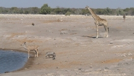 Hanging out at the waterhole after a hard day's work.   CLICK HERE FOR A LARGER VERSION OF THIS PHOTO.