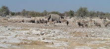 The gang's all here, at the waterhole.   CLICK HERE FOR A LARGER VERSION OF THIS PHOTO.