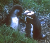 Penguins: mom and chick.  CLICK HERE TO SEE THE LARGER VERSION OF THIS PHOTO