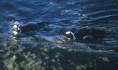 ... and the two swimming, on their way home for the evening.    CLICK HERE TO SEE THE LARGER VERSION OF THIS PHOTO