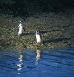 Two penguins approaching the water...     CLICK HERE TO SEE THE LARGER VERSION OF THIS PHOTO