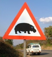 Hippo alert!   CLICK HERE TO SEE THE LARGER VERSION OF THIS PHOTO
