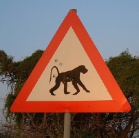 Look out for monkeys on the road...   CLICK HERE TO SEE THE LARGER VERSION OF THIS PHOTO