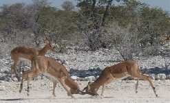 Springbok fighting, most likely to establish who's the head honcho of the herd!   CLICK HERE FOR A LARGER VERSION OF THIS PHOTO.