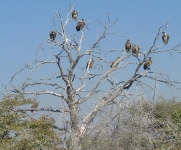 Vultures hanging out, between snacks.    CLICK HERE FOR A LARGER VERSION OF THIS PHOTO.