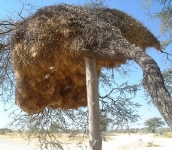A huge weaver bird nest, easily 6 to 8 feet across, with little weaver birds visible flying up to it--Okakuejo Camp, Etosha NP.     CLICK HERE FOR A LARGER VERSION OF THIS PHOTO.