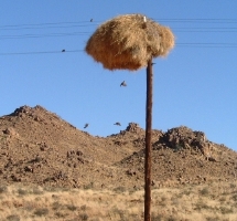Weaver birds flying up to their home, atop a telephone pole alongside the road to Sossusvlei.    CLICK HERE FOR A LARGER VERSION OF THIS PHOTO.