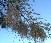 Weaver nests up close.   CLICK HERE FOR A LARGER VERSION OF THIS PHOTO.