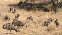 Wildebeest, at Daan Viljoen Game Park, just outside Windhoek.    CLICK HERE FOR A LARGER VERSION OF THIS PHOTO.