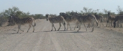 Zebra crossing the road.   CLICK HERE FOR A LARGER VERSION OF THIS PHOTO.