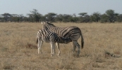 Zebra mom feeding Junior.   CLICK HERE FOR A LARGER VERSION OF THIS PHOTO.