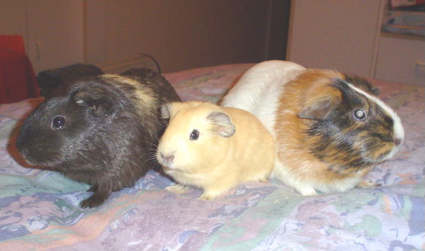 My piggies