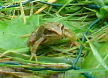 Hello froggie!!