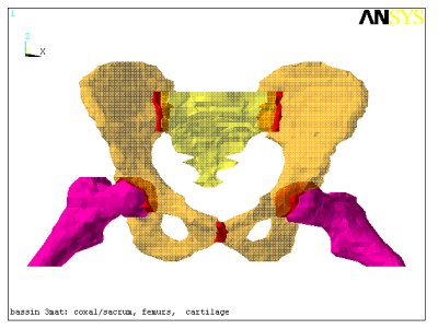 The 3D model simulates the hip mechanics for stress calculations