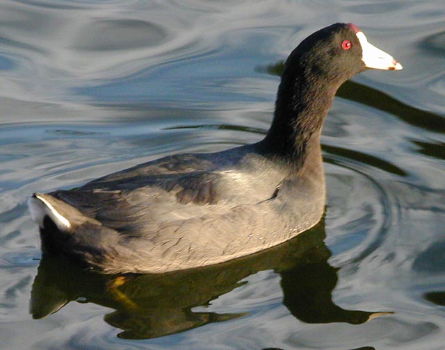 American Coot