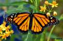 Monarch Butterfly