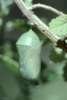 Monarch crysalis
