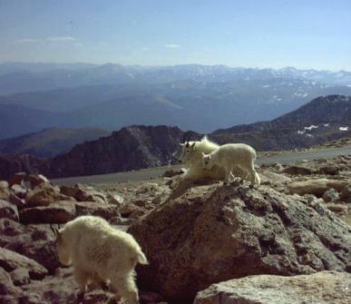 Mountain Goats, Mt. Evans, CO