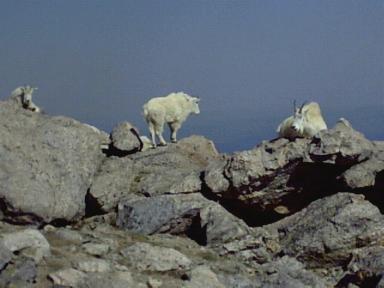 Mountain Goats on Mt. Evans, CO