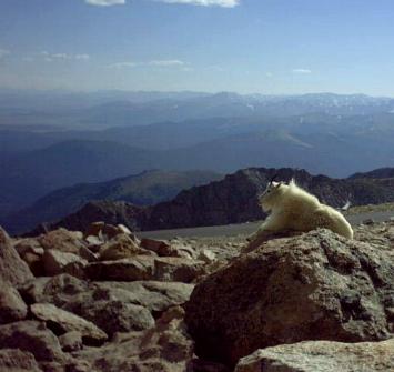 Mountain Goats on Mt. Evans, CO