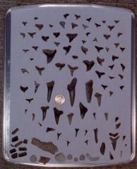 Sharks' Teeth and other Fossils