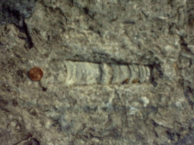  a fossil of some kind (I'm not an expert, can you tell?)