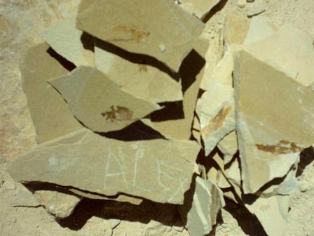 fish fossils Alex found