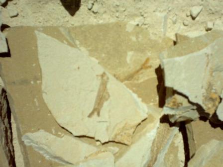 fish fossils finds