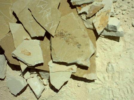 fish fossils I found