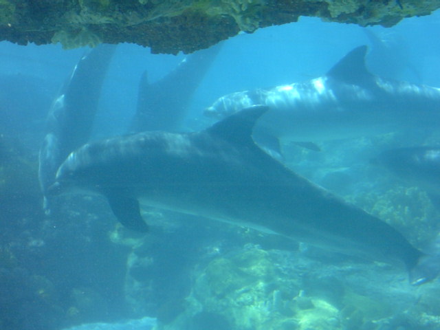 Dolphins at Sea World, FL&nbsp; Nov 2003