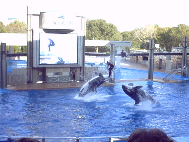 the show at Sea World, FL&nbsp; Nov 2003