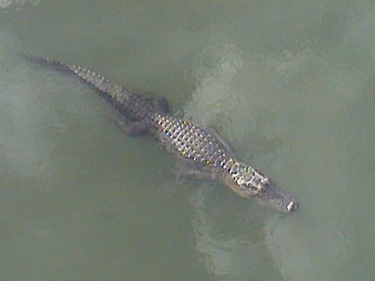 Gator at the Kennedy Space Center