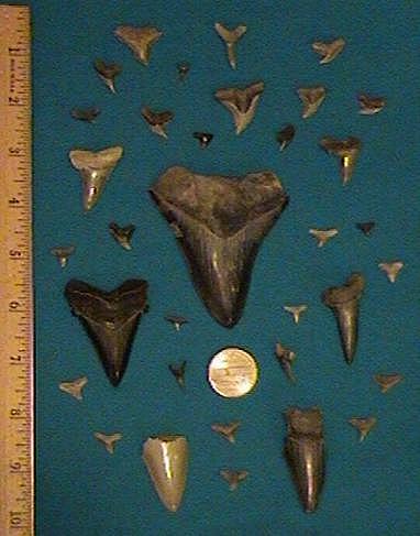 These teeth were found at the PCS Phospate Mine in NC 05/01/04