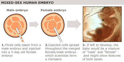 Mixed-sex Human Embryo Experimental Process