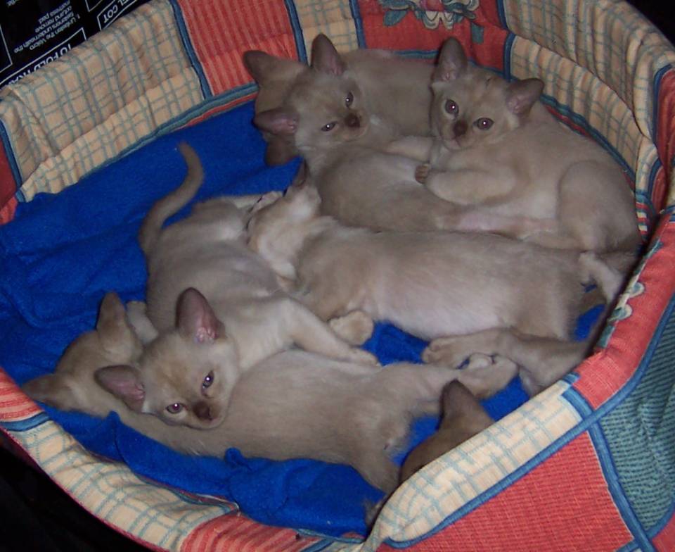 Kittens at 6 weeks old