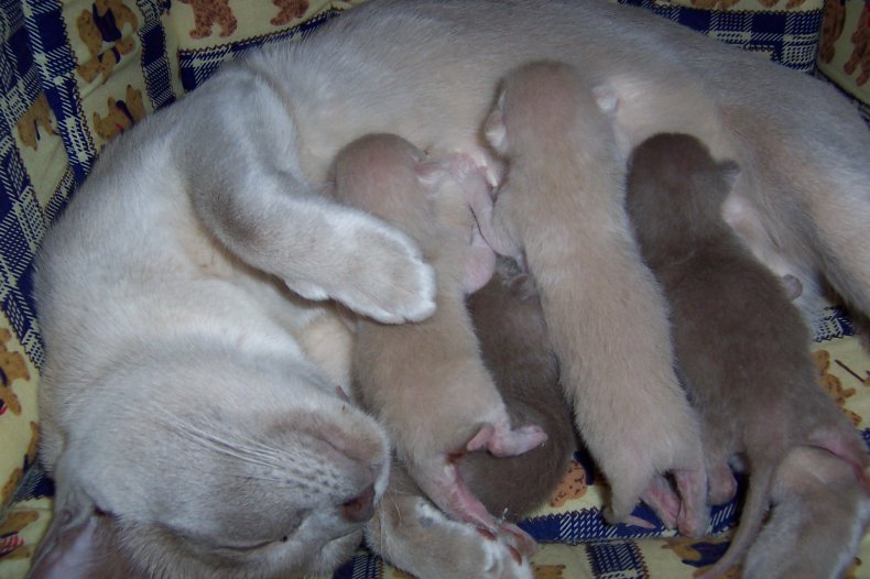 Lily's new kittens