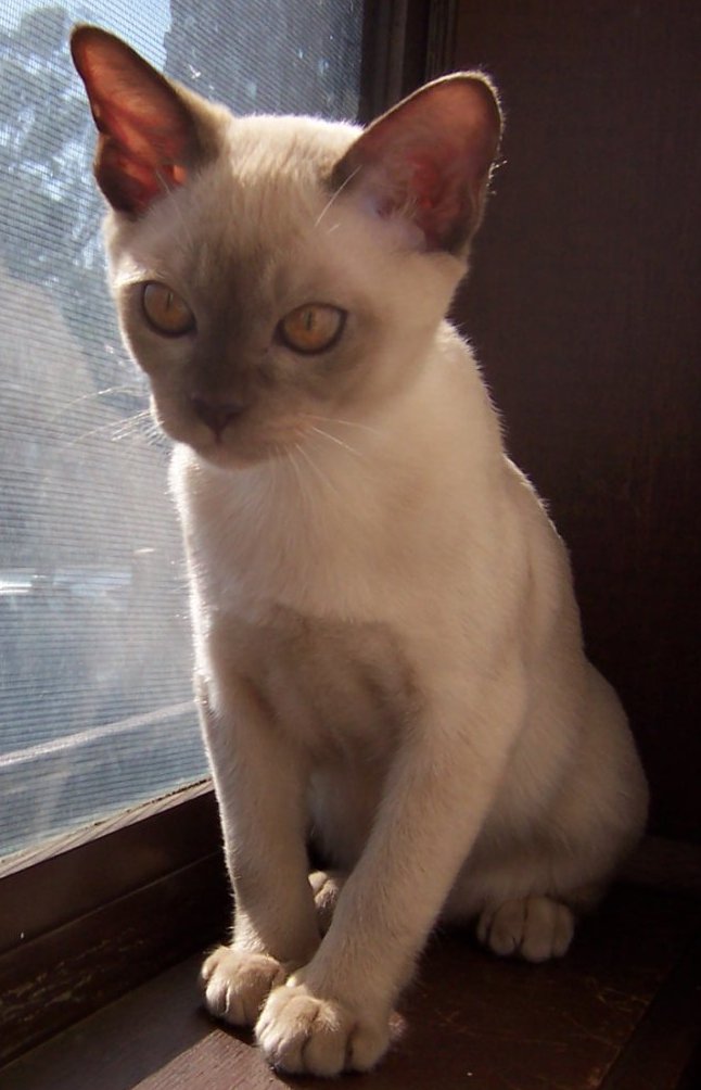 Kariad Octavia as a kitten