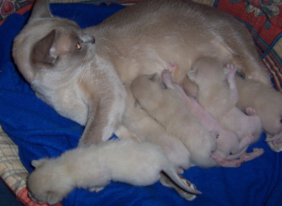 Tamishka's kittens 1 week old