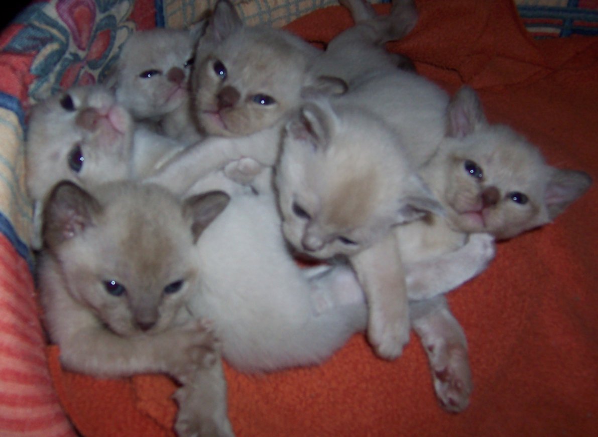 Kittens at 3 weeks old