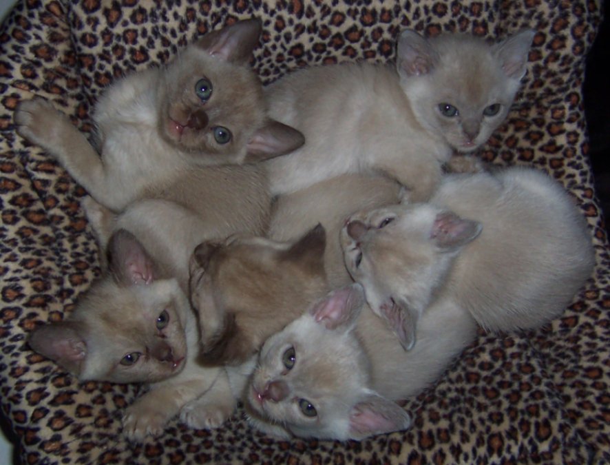 Kittens at 6 weeks old