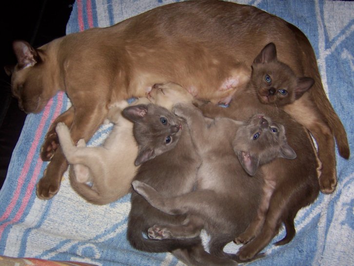 5 weeks old