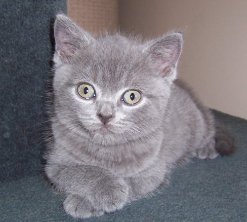 British shorthair kitten