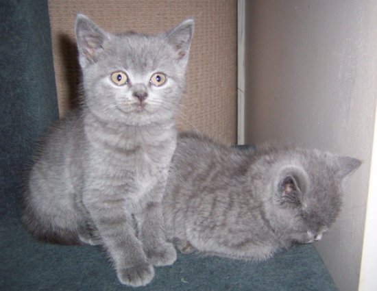 British Shorthair kittens