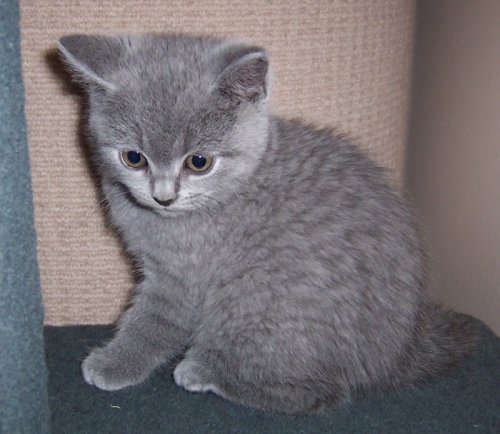 British Shorthair kitten