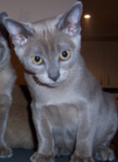 Available kitten