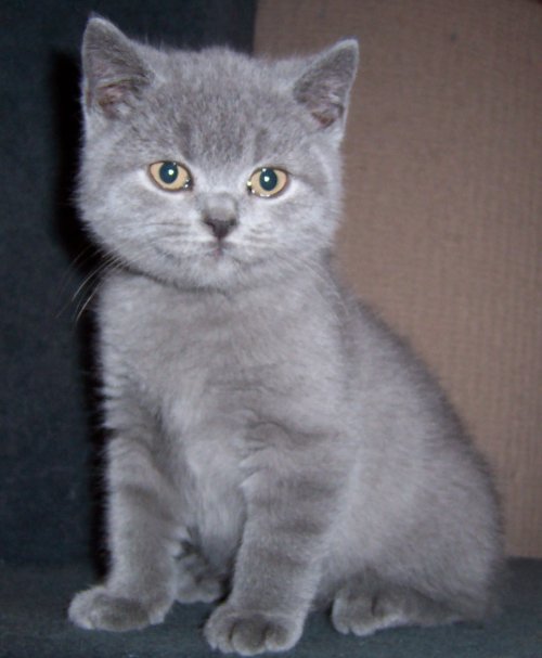 Female kitten available