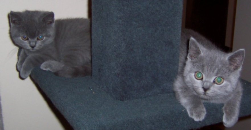 Female and male kitten available