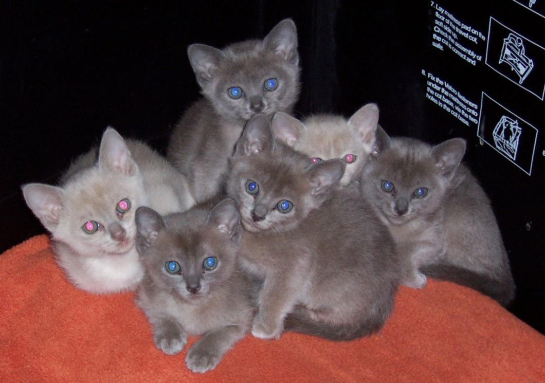 6 weeks old
